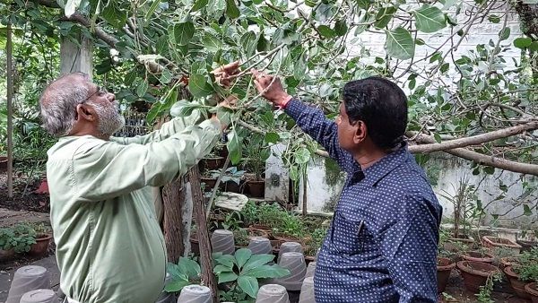 अलौकिक कृष्णवटः कान्हा ने छुपाया था माखन, भगवान के स्पर्श से आज भी कटोरी-चम्मच बनकर उगते हैं पत्ते