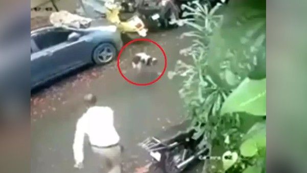 Video: शख्स ने बेवजह कुत्ते को पत्थर फेंककर मारा, कुत्ते ने तुरंत लिया बदला, यूजर बोले-ग्रेट वर्क मेरे बच्चा