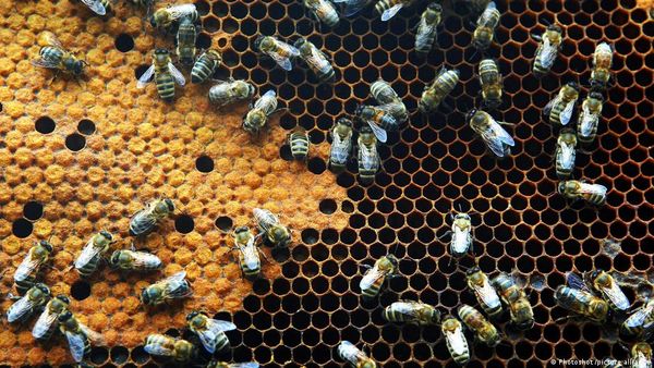 शहद पर भी युद्ध और जलवायु परिवर्तन की मार