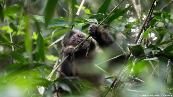 ब्राजील में बंदरों की जान लेता मंकीपॉक्स शब्द