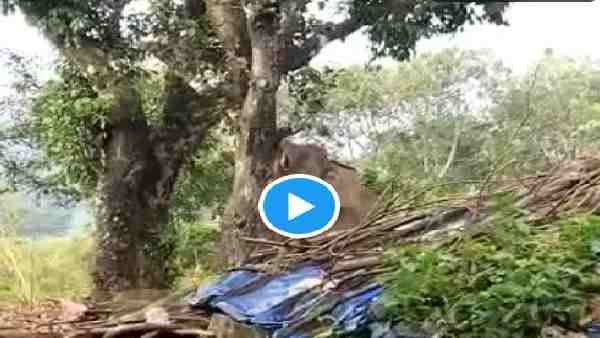 VIDEO:30 सेकंड तक हाथी ने ऊंचे पेड़ से कटहल तोड़ने के लिए ऐसा संघर्ष किया, लोगों का जीत रहा है दिल, देखिए