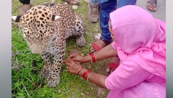 'ये सिर्फ भारत में हो सकता है', महिला ने घायल तेंदुए को बांधी राखी, फोटो ने जीता लाखों का दिल