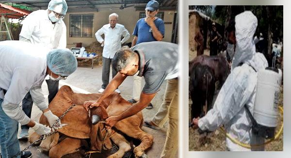 लंपी वायरस का प्रकोप काबू से बाहर, पंजाब सरकार ने अब केंद्र से की ये मांग