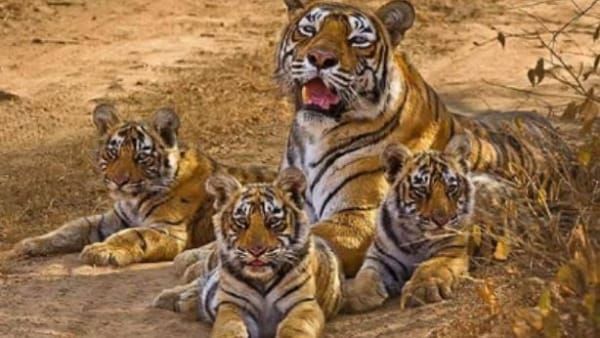 Sidhi: संजय टाइगर रिजर्व में रिश्तों की डोर, बाघिन मां छोड़ गई दुनिया तो मौसी ने दिया तीनों शावकों को सहारा