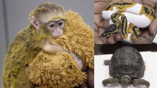 Illegal Animal Import : फ्लाइट में जिंदा बंदर, सांप और कछुआ लेकर बैंकॉक से चेन्नई पहुंचा पैसेंजर