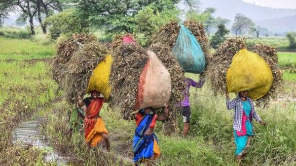 ओडिशा के आदिवासी परिवार किचन गार्डन के जरिए लड़ रहे कुपोषण से लड़ाई