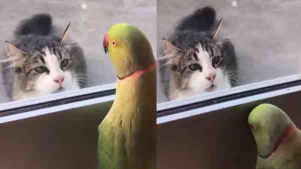 शीशे के पीछे से तोते ने बिल्ली को कुछ यूं चिढ़ाया, Video देखकर सोच में पड़ जाएंगे कि इतनी हिम्मत कहां से आई