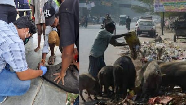 MP में नए वायरस की दस्तक? रीवा में अचानक मर रहे सुअरों से दहशत, लोगों के बीच संक्रमण फैलने की अफवाह