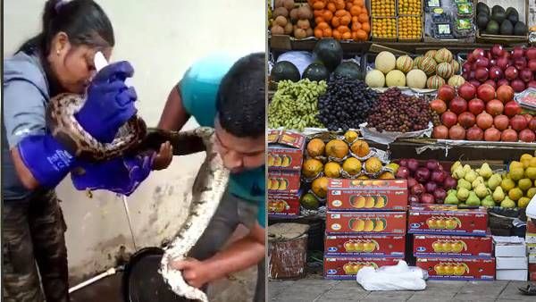 जब फ्रूट बॉक्स से फलों की जगह निकला मोटा लंबा अजगर, तो पहुंची स्नेक कैचर गर्ल, फिर...