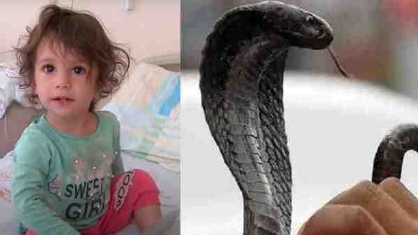 सांप ने दो साल की मासूम बच्ची को काट तो उसे आ गया गुस्सा, दांतों से चबा कर किया अलग