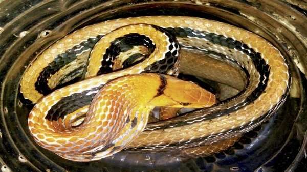 गरीब के निवाले पर तीन महीने से फन फैलाए बैठा है जहरीला सांप, मामला जानकर रह जाएंगे हैरान