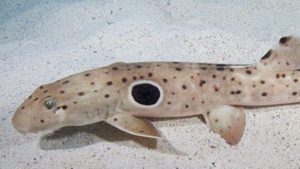 VIDEO: जमीन पर चलने वाली शार्क मिली, बिना ऑक्सीजन 2 घंटे जिंदा, क्या इंसानों के लिए खतरा?