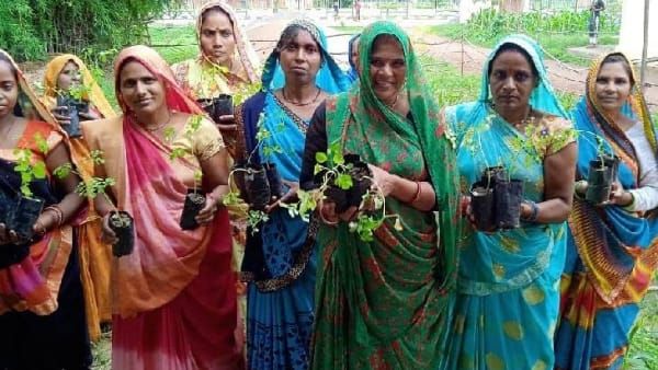 कुपोषण से जंग लड़ने प्रशासन ने की अनोखी पहल, स्व-सहायता समूह की महिलाएं तैयार कर रही 1.26 लाख मुनगा के पौधे
