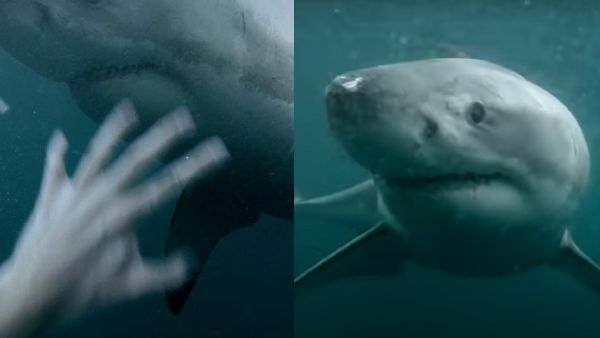 Shark Video: कैमरा लेकर पानी में कूदा शख्स, अंदर 300 दांतों वाली शार्क कर रही थी इंतजार