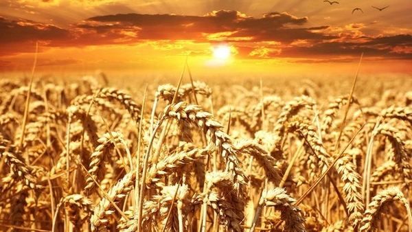 India Wheat Import : रिपोर्ट में दावा- गेहूं भंडार 14 साल में सबसे कम, आयात पर मोदी सरकार ने दिया ये जवाब