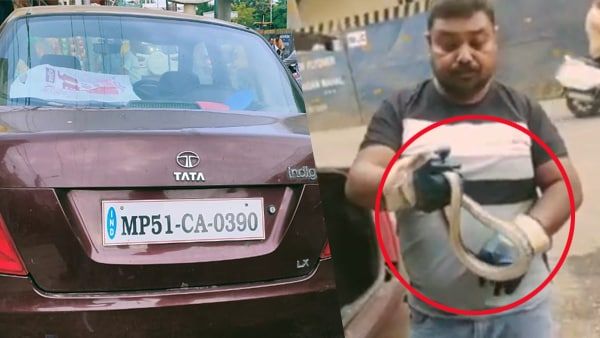 AC कार में ‘सांप की लग्जरी जर्नी’, क्या आप भी चलाते है कार, तो जरुर पढ़े ये खबर