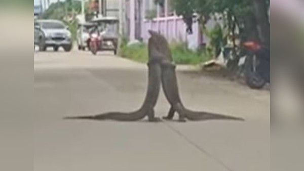 Viral Video: इन दोनों की वजह से 30 मिनट तक ट्रैफिक रहा जाम, जानिए बीच सड़क पर क्या हो रहा था?