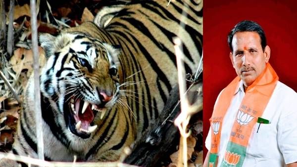 टाइगर स्टेट MP में बढ़ रहे सियासी टाइगर, ये नया टाइगर किसकी बाजी पलटेंगा..