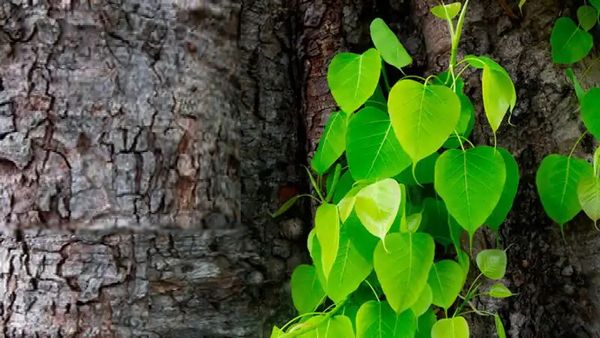 पंजाब: वन विभाग की जमीन पर 2480 पेड़ों को काटने वाले 6 लोगों पर केस