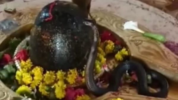मान्यता: हर सावन शिव दर्शन करने आते हैं नागराज, शिवलिंग से लिपटकर करते हैं आराधना