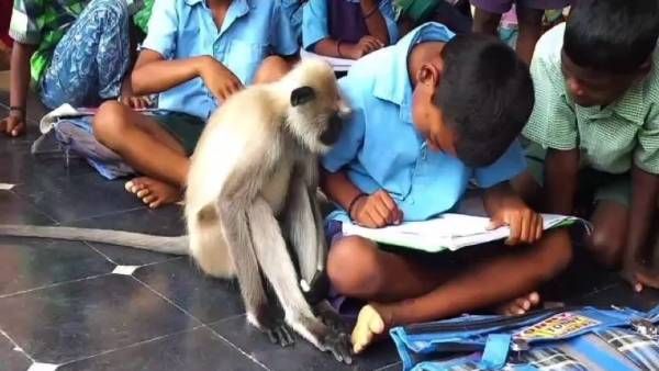 अजब-गजब: विद्यालय में बच्चों के साथ लंगूर भी कर रहा पढ़ाई, 6 दिनों से लगातार आ रहा स्कूल