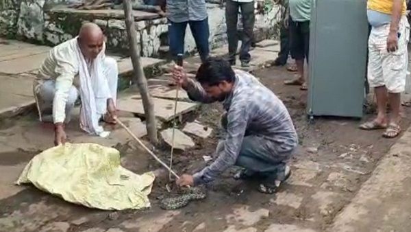 MP: किचन के फ्रिज में छिपा था अजगर, बना लिया था घर, ओपन करते ही फुंकारा, देखकर होश फाख्ता