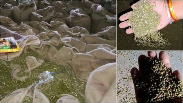 MP: कद्दावर मंत्री के इलाके में मूंग खरीदी घोटाले की आशंका, उपज से दोगुनी मूंग की हो गई खरीदी
