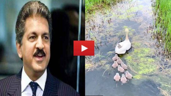 Video: मां की पीठ पर बत्तख के बच्चे का सफर, आनंद महिंद्रा बोले- ये तो 'भारत का TT'