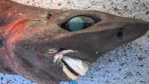 मछुआरे के हाथ लगी 'दैत्याकार' मछली, राक्षसों जैसे थे सैकड़ों दांत, आंखें भी रहस्यमयी