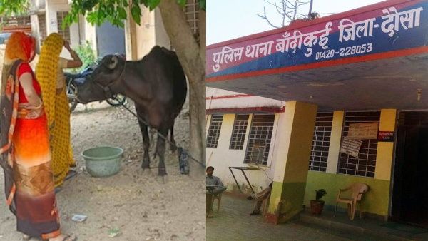 पुलिस थाने में बंधी भैंस पर 2 परिवारों ने जताया मालिकाना हक, जानिए फिर कैसे पता चला असली मालिक का?