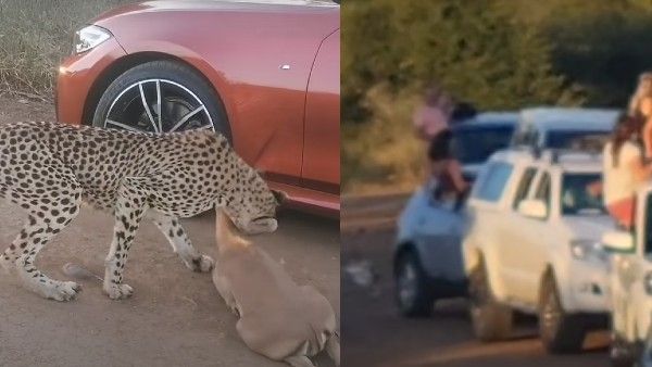 Cheetah Video: इंसानों के बीच आराम कर रहे हिरण को चीते ने बनाया शिकार, जंगल में दिखी असली रफ्तार