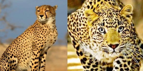 चीते और तेंदुए में क्या-क्या अंतर हैं? सिर्फ 4 प्वॉइंट में समझिए