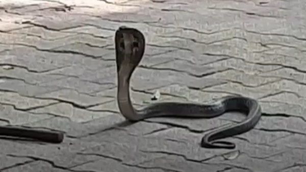 यूपी के थाने में घुसा ब्लैक किंग कोबरा, पुलिसवाले बनाते रहे वीडियो, सपेरे ने किया काबू