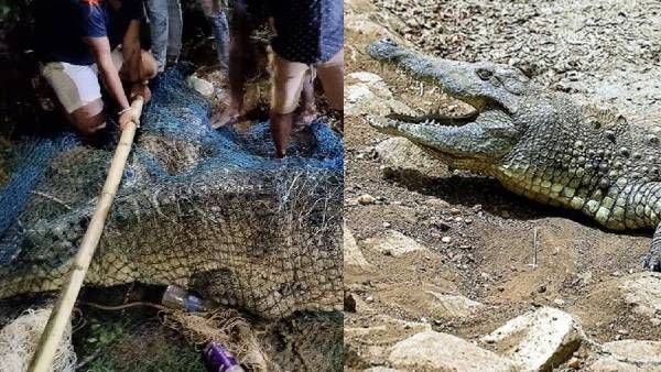 बिहार: कड़ी मशक्कत के बाद पकड़ा गया मगरमच्छ, कई दिनों से चल रही थी कोशिश