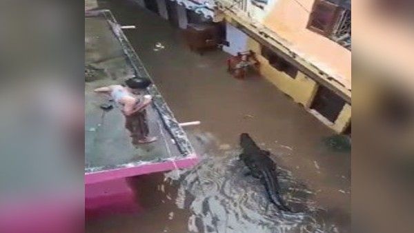  Fact Check: बेंगलुरु में भारी बारिश के बीच सड़क पर पानी में चलता दिखा मगरमच्छ, जानें Video का सच