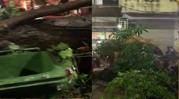 ठाणे: आंधी-पानी के चलते गणेश पंडाल पर गिरा पेड़, 55 वर्षीय महिला की मौत, 4 घायल