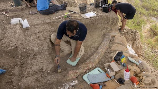 5 लाख साल पुराने दुर्लभ हाथी दांत मिले