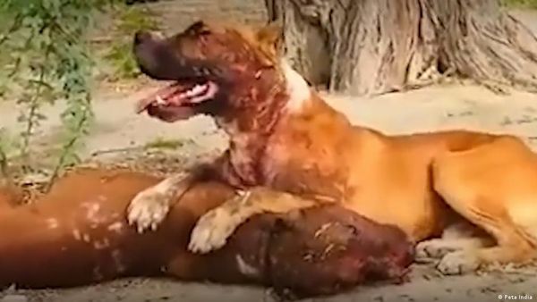 भारत में चोरी छिपे लड़ाए जा रहे हैं खूंखार कुत्ते