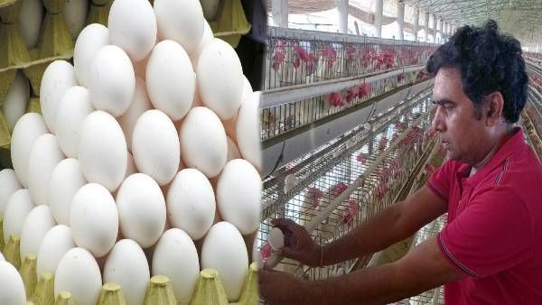 बिहार: परिवार को वक्त देने के लिए छोड़ दी नौकरी, अंडा बेचकर करोड़पति बना मर्चेंट नेवी कैप्टन