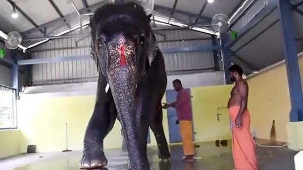 हाथी को लेकर असम और तमिलनाडु सरकार में बढ़ा विवाद, मामला पहुंचा कोर्ट