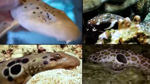 VIDEO : दुनिया में पहली बार रेंगती दिखी 'समुद्री शेर' Shark, धड़कनें थाम कर देखिए