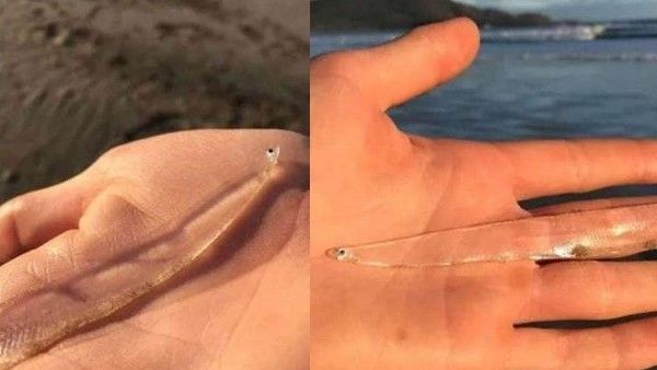 ये क्या नई आफत है? पारदर्शी सिर वाली मछली के बाद अब मिला पूरा पारदर्शी जीव, सिर्फ नजर आ रही थीं छोटी आंखें