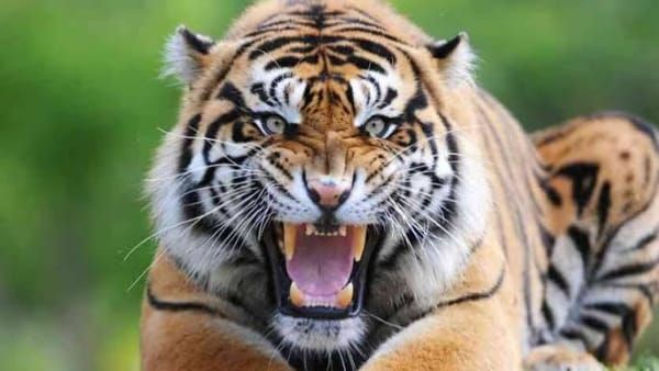 Golden Pass Tiger Reserve: टाइगर रिजर्व में घूमना हुआ आसान,1 बार करें बुकिंग साल भर फ्री, ऐसे करें अप्लाई