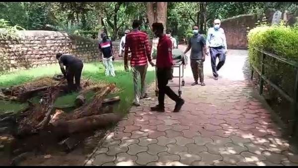 ग्वालियर चिड़ियाघर में टाइगर मां ने अपनी शावक बेटी भवानी की ले ली जान