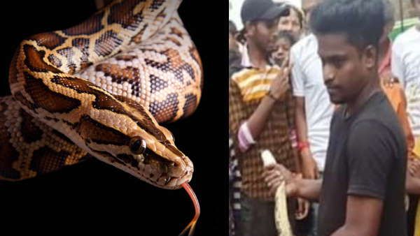 Korba: नाली के रास्ते पहुंचा 9 फ़ीट का अजगर, घबराये लोग , आप भी रहें सतर्क