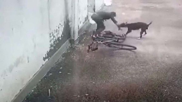 अब केरल में आवारा कुत्ते ने 7वीं क्लास के छात्र पर किया हमला, साइकिल पर कूदकर बुरी तरह से काटा