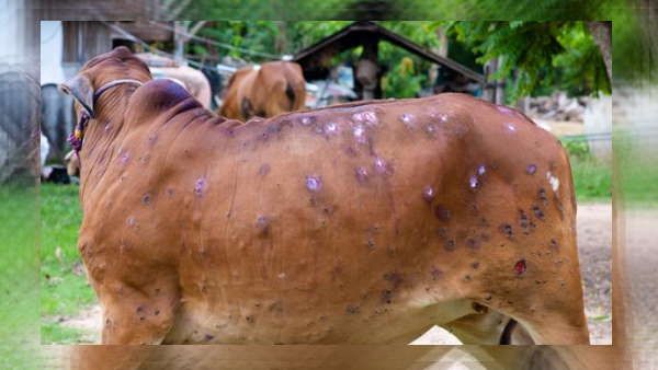 Lumpy Skin Disease:महाराष्ट्र में पशुओं की आवाजाही पर जारी रहेगा प्रतिबंध, युद्ध स्तर पर चल रहा टीकाकरण अभियान