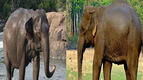 Jumbo love story: मिलिए टाइगर रिजर्व के सलीम-अनारकली से, जिनके इश्क के चर्चों से जंगल है गुलजार