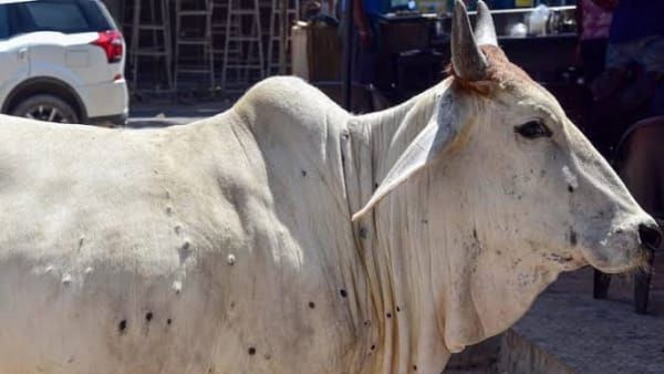 Lumpy Virus News: लंपी वायरस के चलते रीवा में पशुओं की आवाजाही पर रोक, 5 हजार वैक्सीन का आर्डर