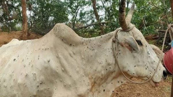Rewa: पशुओं की लंपी बीमारी को लेकर जिला प्रशासन अलर्ट, रोकथाम के लिए 5 हजार वैक्सीन का आर्डर
